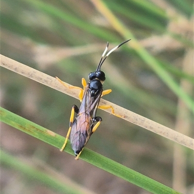 Ichneumonidae (family) (Unidentified ichneumon wasp) at Bungendore, NSW - 2 Jan 2025 by clarehoneydove