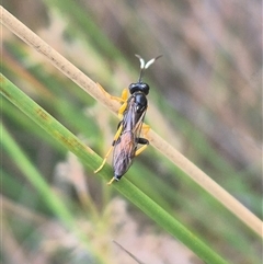 Ichneumonidae (family) at Bungendore, NSW - 2 Jan 2025