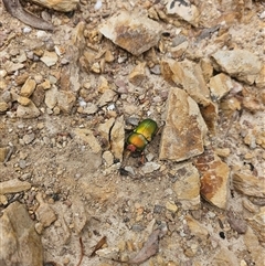 Lamprima aurata (Golden stag beetle) at Captains Flat, NSW - 2 Jan 2025 by IrishPete