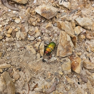 Lamprima aurata at Captains Flat, NSW - 2 Jan 2025