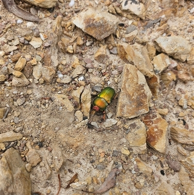 Lamprima aurata (Golden stag beetle) at Captains Flat, NSW - 2 Jan 2025 by IrishPete