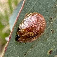 Paropsisterna cloelia (Eucalyptus variegated beetle) at Aranda, ACT - 2 Jan 2025 by KMcCue