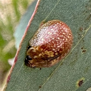 Paropsisterna cloelia at Aranda, ACT - 2 Jan 2025