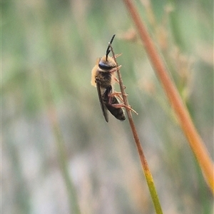 Leioproctus (Leioproctus) alleynae at Bungendore, NSW by clarehoneydove