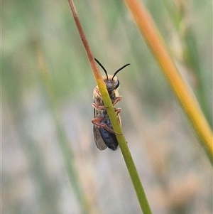 Leioproctus (Leioproctus) alleynae at Bungendore, NSW - suppressed