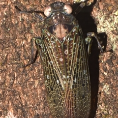 Unidentified Leafhopper or planthopper (Hemiptera, several families) at Sheldon, QLD - 2 Nov 2024 by PJH123