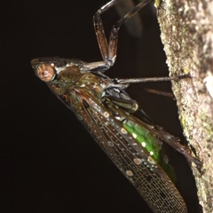 Desudaba aulica at Sheldon, QLD - 2 Nov 2024 12:14 PM