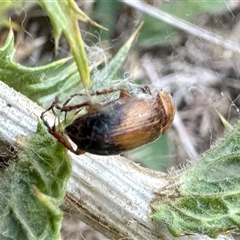 Phyllotocus macleayi (Nectar scarab) at Yarralumla, ACT - 2 Jan 2025 by KMcCue