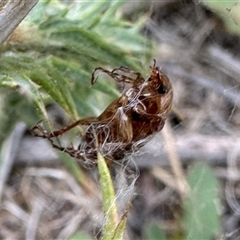 Phyllotocus macleayi at Yarralumla, ACT - 2 Jan 2025 08:26 AM