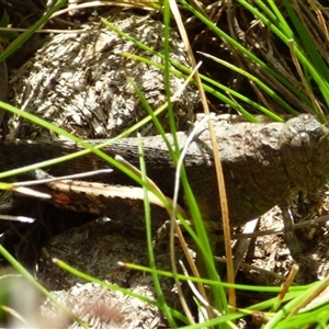 Catantopini sp. (tribe) at West Hobart, TAS by VanessaC