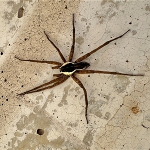 Dolomedes sp. (genus) (Fishing spider) at Parkes, ACT by Pirom