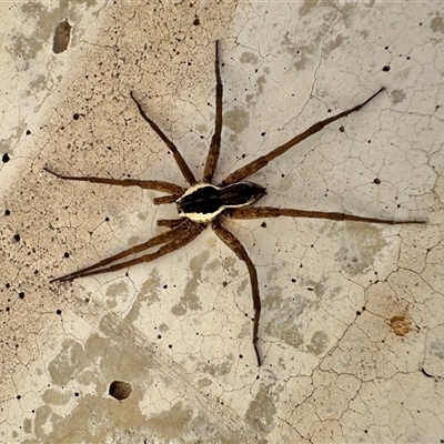 Dolomedes (genus) (Fishing spider) at Parkes, ACT - 2 Jan 2025 by Pirom