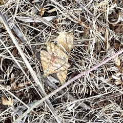 Scopula rubraria (Reddish Wave, Plantain Moth) at Yarralumla, ACT - 1 Jan 2025 by KMcCue