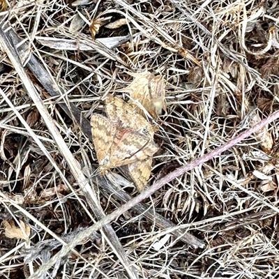 Scopula rubraria (Reddish Wave, Plantain Moth) at Yarralumla, ACT - 1 Jan 2025 by KMcCue