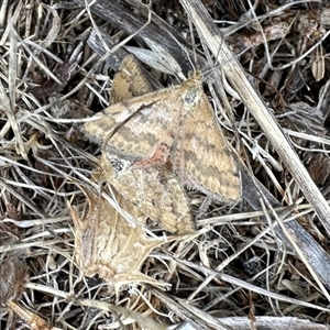 Scopula rubraria at Yarralumla, ACT - 2 Jan 2025 08:11 AM