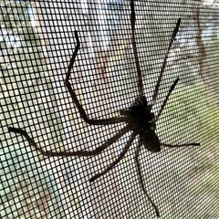 Unidentified Huntsman spider (Sparassidae) at Aranda, ACT - 1 Jan 2025 by KMcCue