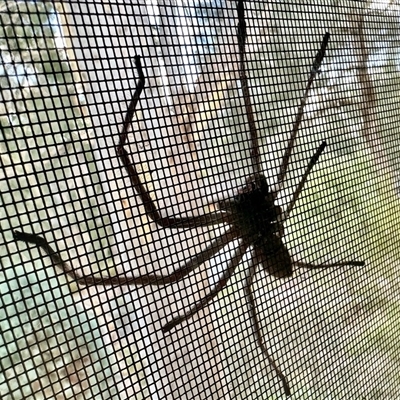 Unidentified Huntsman spider (Sparassidae) at Aranda, ACT - 1 Jan 2025 by KMcCue