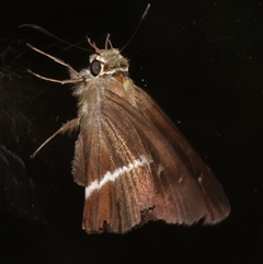 Hasora khoda haslia (Narrow-banded Awl) at Sheldon, QLD - 12 Nov 2024 by PJH123