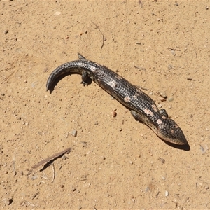 Tiliqua nigrolutea (Blotched Blue-tongue) at Tinderry, NSW by DavidDedenczuk