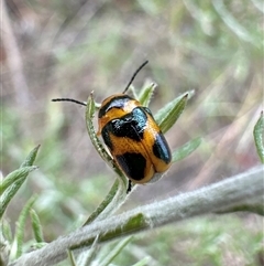 Aporocera (Aporocera) speciosa (Leaf Beetle) at Pialligo, ACT - 2 Jan 2025 by Pirom