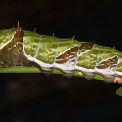 Papilio aegeus at Sheldon, QLD - 21 Nov 2024 by PJH123