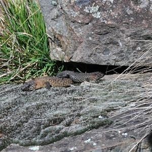 Egernia cunninghami at Googong, NSW - 3 Oct 2011