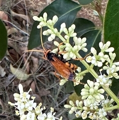 Cryptocheilus sp. (genus) (Spider wasp) at Pialligo, ACT - 2 Jan 2025 by Pirom