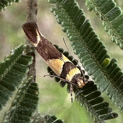 Macrobathra chrysotoxa (A cosmet moth) at Pialligo, ACT - 2 Jan 2025 by Pirom