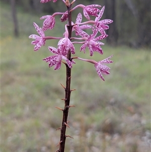 Dipodium punctatum (Blotched Hyacinth Orchid) at Kambah, ACT by HelenCross