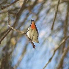 Dicaeum hirundinaceum (Mistletoebird) at Nudgee Beach, QLD - 23 Jul 2009 by KMcCue