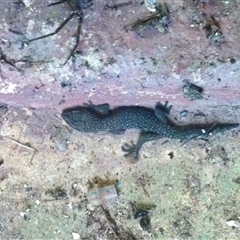 Hemidactylus frenatus at Samford Valley, QLD - 21 Mar 2012 by KMcCue