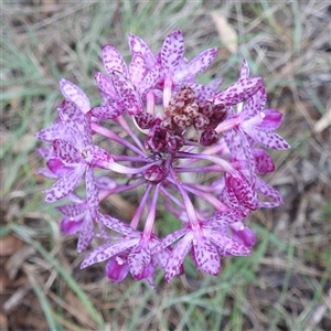 Dipodium punctatum at Kambah, ACT - suppressed