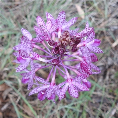 Dipodium punctatum (Blotched Hyacinth Orchid) at Kambah, ACT - 2 Jan 2025 by HelenCross