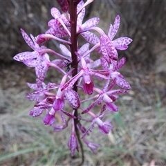 Dipodium punctatum at Kambah, ACT - suppressed