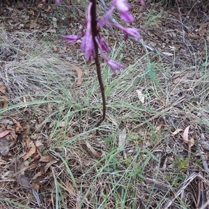 Dipodium punctatum at Kambah, ACT - suppressed