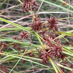 Cyperus gunnii subsp. gunnii (Flecked Flat-Sedge) at Bannister, NSW - 2 Jan 2025 by JaneR