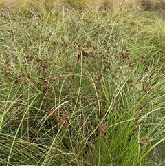 Cyperus gunnii subsp. gunnii at Bannister, NSW - 2 Jan 2025 05:35 PM