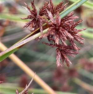 Cyperus gunnii subsp. gunnii at Bannister, NSW - 2 Jan 2025 05:35 PM