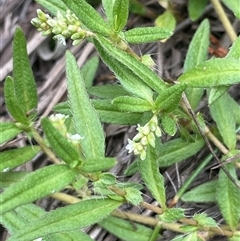 Persicaria prostrata (Creeping Knotweed) at Bannister, NSW - 2 Jan 2025 by JaneR