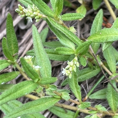 Persicaria prostrata at Bannister, NSW - 2 Jan 2025 by JaneR