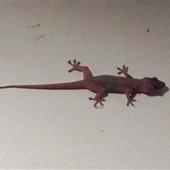 Hemidactylus frenatus at Chapel Hill, QLD - 29 Dec 2016 by KMcCue