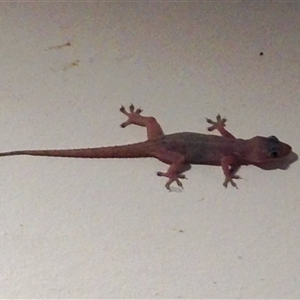 Hemidactylus frenatus at Chapel Hill, QLD - 29 Dec 2016 08:06 PM