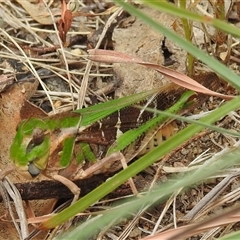 Unidentified Grasshopper, Cricket or Katydid (Orthoptera) at Kambah, ACT - 2 Jan 2025 by HelenCross