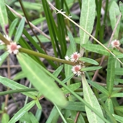 Alternanthera denticulata (Lesser Joyweed) at Bannister, NSW - 2 Jan 2025 by JaneR