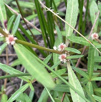 Alternanthera denticulata (Lesser Joyweed) at Bannister, NSW - 2 Jan 2025 by JaneR