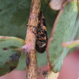 Eurymeloides adspersa (Gumtree hopper) at Bungendore, NSW by clarehoneydove