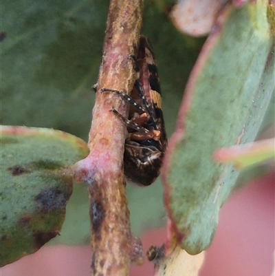 Eurymeloides adspersa (Gumtree hopper) at Bungendore, NSW - 2 Jan 2025 by clarehoneydove