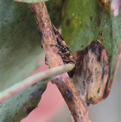 Eurymeloides adspersa at Bungendore, NSW - 2 Jan 2025