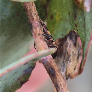 Eurymeloides adspersa at Bungendore, NSW - suppressed