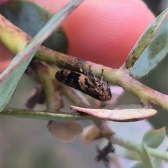 Eurymeloides adspersa at Bungendore, NSW - 2 Jan 2025